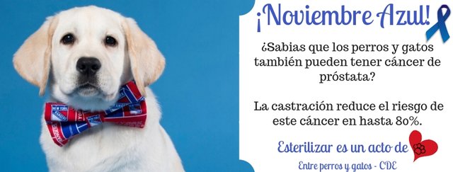 la próstata en perros la próstata en perros